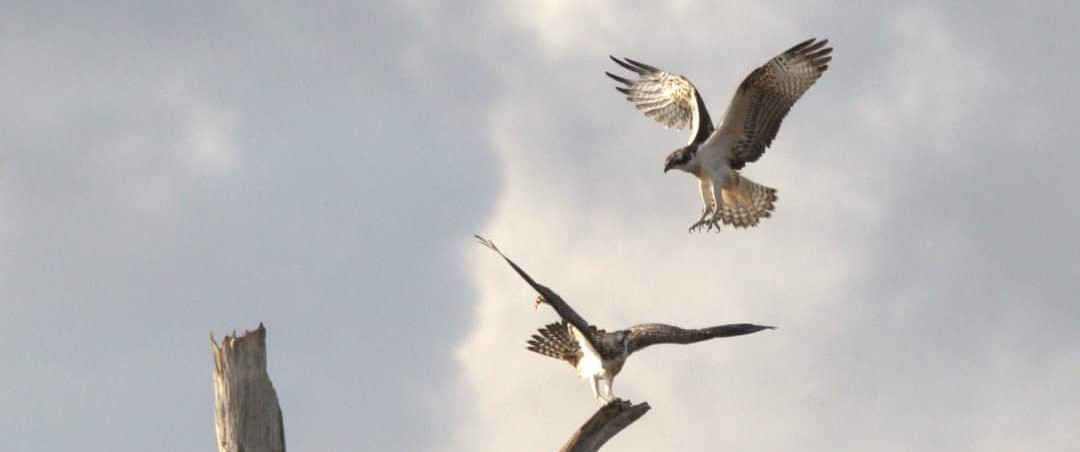 Ospreys Fly In, One Year On From Otter Estuary Breach - Pebblebed Heaths