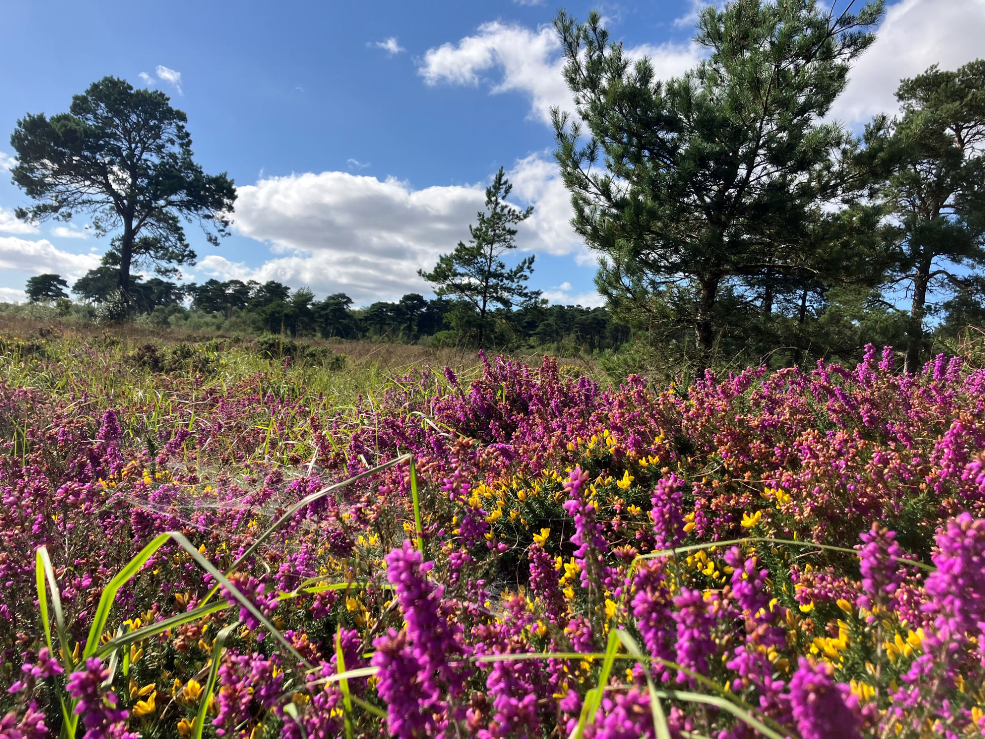 Support us - Pebblebed Heaths